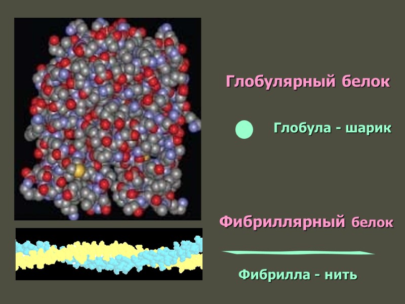 Глобулярный белок Фибриллярный белок Глобула - шарик Фибрилла - нить